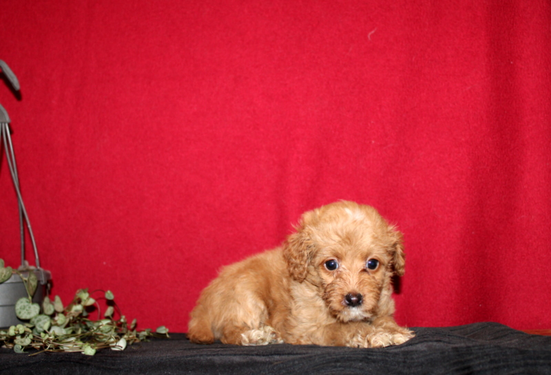 puppy, for, sale, Mini GoldenDoodle F2BB, Matthew B. Stoltzfus, dog, breeder, Gap, PA, dog-breeder, puppy-for-sale, forsale, nearby, find, puppyfind, locator, puppylocator, aca